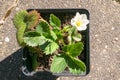 Flowering strawberry plant in a pot from above Royalty Free Stock Photo